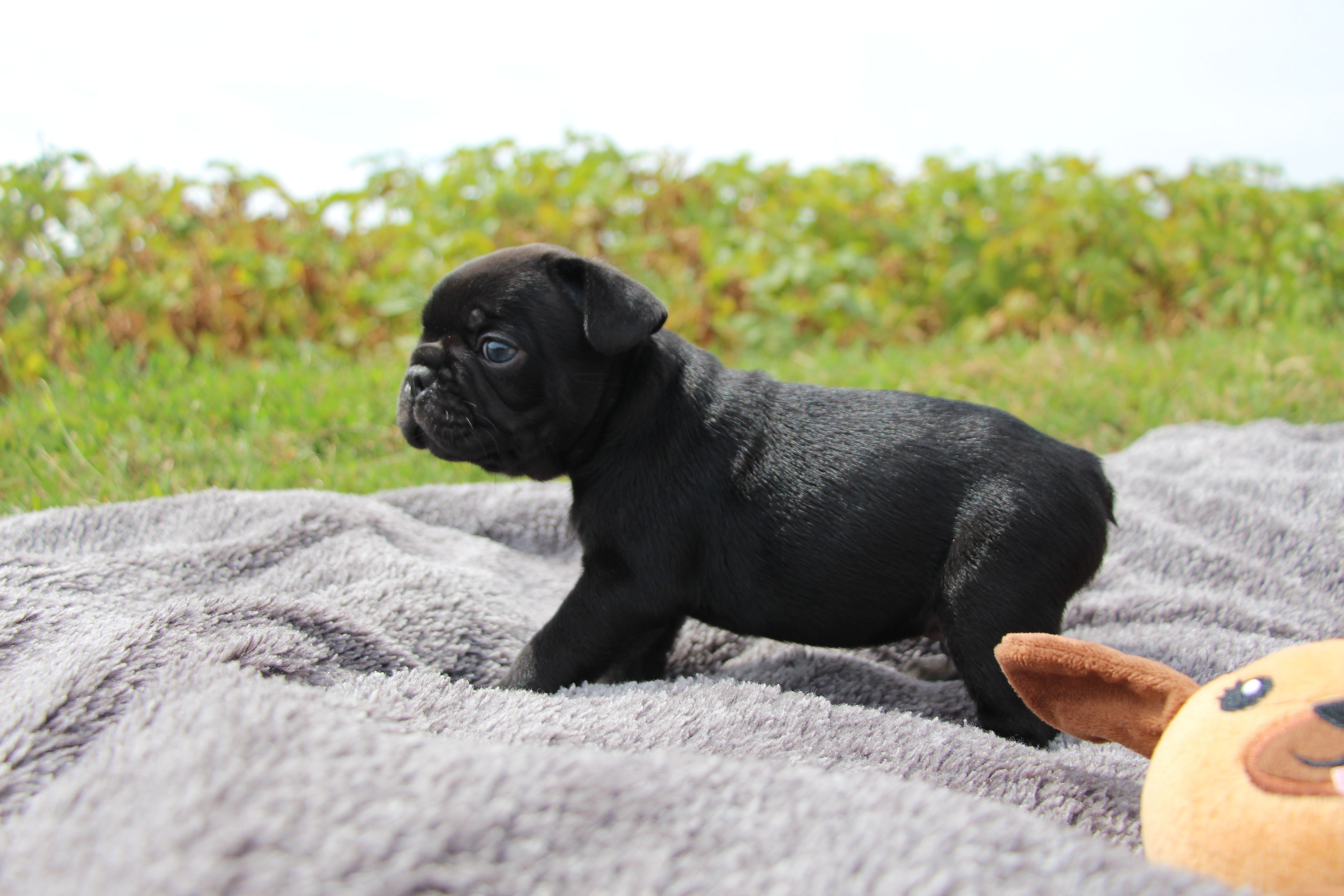 <svg class='green'></svg> <b>Mr.Sirius Black</b> <svg class='green'></svg>